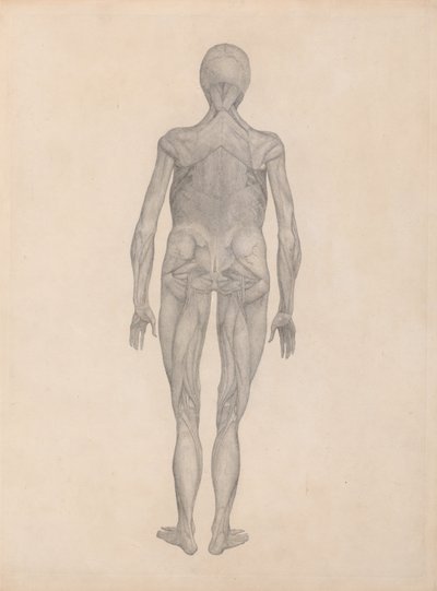 Esposizione anatomica comparativa della struttura del corpo umano con quella di una tigre e di un co... da George Stubbs